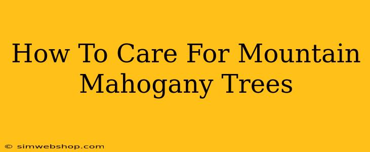 How To Care For Mountain Mahogany Trees