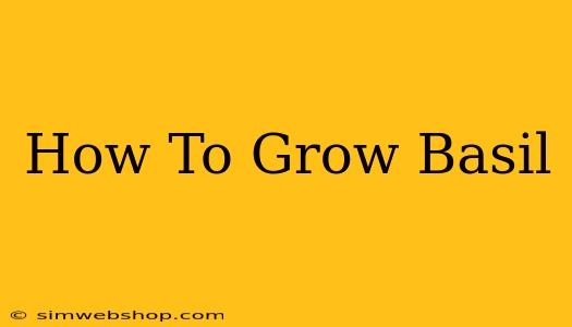 How To Grow Basil