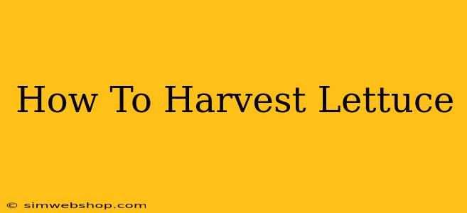 How To Harvest Lettuce